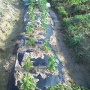 세심농장 이미지