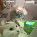 응 이미지