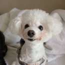 로즈펫 | 페리티 다마스크러즈 안티탱글 볼류밍 펫 브러쉬 사용 후기