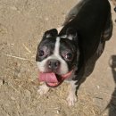 도기도기펜션 이미지