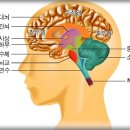 뇌의 구조와 뇌졸증 전조증상과 예방법 이미지