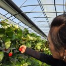 화원유치원 | [주말 고령/화원나들이] 달콤한 향기 가득! 행복했던 대구 아이와 딸기체험 후기