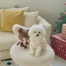 장보는강아지와 고양이 성성점 이미지