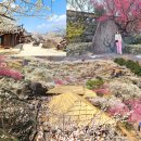 11650-17-22-9 | 광양매화마을 매화축제 개화율 만개 실시간 후기(2026년 3월 17일)