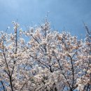 신트리공원 농구장 이미지