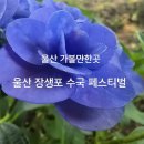 1285 | 1285.울산 장생포 수국 페스티벌 /울산 장생포 가볼만한곳/울산 장생포 여행/장생포 고래문화마을