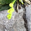 하동이용원 이미지