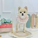 우주개스타 이미지