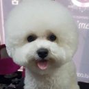 아담스펫살롱 이미지