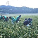 서산마늘 - 양천구 곰달래로13길 42 | 서산마늘