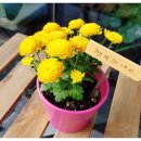 강동공인외국어번역행정사 이미지