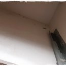 토운모닝톤 이미지