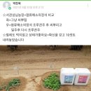 6843 | 딸기농사 응애 위황병 흰가루 다 사라져요