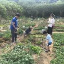 텃밭2