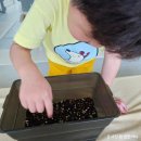 분토농장 | 나 똥손도 싹틔었다! 누구나할 수 있는 재배키트 나만의텃밭 만들기