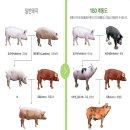 돼지로1985 이미지