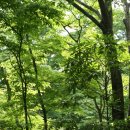 씨에코비치 이미지