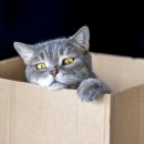 박순석동물메디컬센터 이미지