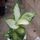 디펜바키아Dieffenbachia 이미지