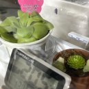 라니아네일 - 진주시 월아산로 1095 | [식물집사] 제비꽃의 대답 - 벌레잡이제비꽃, 에셀리아나(에셀라니아), 티나, 식물온실