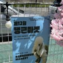 구미 애견카페 구미도그에서 열린 댕근마켓 방문 후기