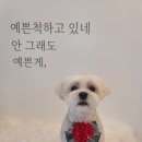 황실 애견미용 살롱 네이버블로그
