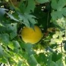 하늘타리 이미지