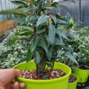 향화농장 이미지