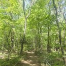 곰배령새소리 | 인제 점봉산 곰배령/천상의 화원, 5월 산행으로 딱 좋은 곳