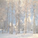 자작나무 이미지