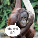 멘타이쇼