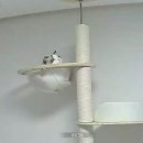 뽀꼬뽀꼬 | 25년 1월 둘째주 일상ㅣ포코챠코 짤 많이