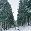 12월2일 완주 공기마을 편백나무 숲 눈꽃 트레킹 이미지
