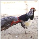 금성농장 이미지