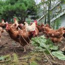 기수농장 이미지