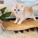 아담스펫강아지&가필드고양이 이미지