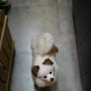 박여진애견미용실 이미지