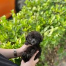 광주강아지분양 고양이분양 24시 데려가개본점 이미지