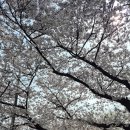 여의도진진 이미지