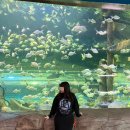 아쿠아리움 | [대전 아쿠아리움] 보문산 아쿠아리움 후기, 인어공주 공연 시간, 악어 관람