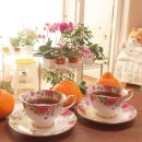 예쁜커피나무 이미지