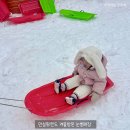 안성시민의 날 기념음악회 | 안성팜랜드 겨울 눈썰매장 말띠무료입장 안성 아기랑 갈만한곳