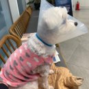 고덕 고래힐동물병원 | 강아지 급성 장염으로 인한 고덕 동물의료센터 방문 후기 및 마이브라운 펫보험 청구