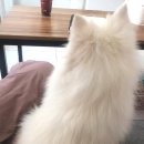 초원애견샵 이미지