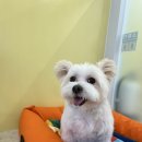 다둥 반려견 호텔 유치원 이미지