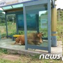 동일2리 이미지