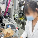 정원동물병원 | 강아지 심장병 증상 심장 전문 24시 예은 동물병원 초음파 검사 후기