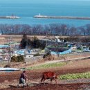 [경남]‘보물섬’ 남해도 연둣빛 손짓 (서울신문) 이미지