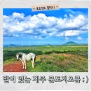 명성목장 | 제주 문도지오름 가는법 주차 명성목장 말 사진찍는 방법