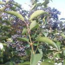 광나무 열매(여정자, 여정실) 수확 이미지